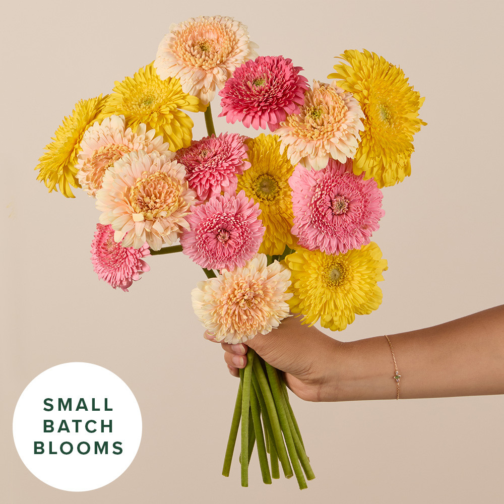 Fancy Daisy Bouquet: 15 Colorful Daisies - The Bouqs Co. | The Bouqs Co.