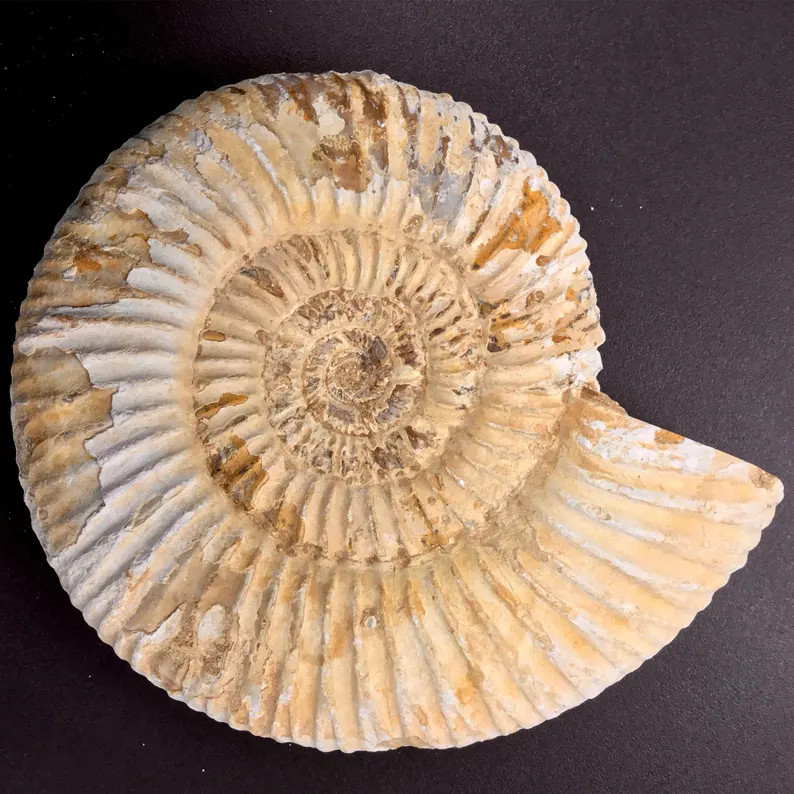 Ammonite Perisphinctes Nautilus Shell Fossil - Etsy | Etsy (Global)