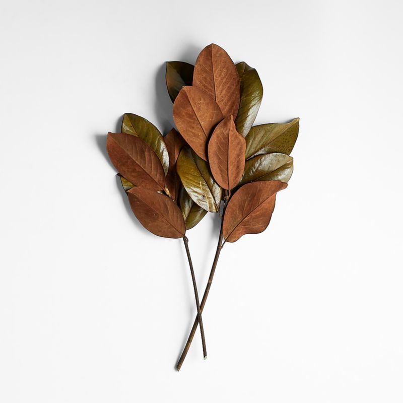 Dried Magnolia Leaf Bunch + Reviews | Crate & Barrel | Crate & Barrel
