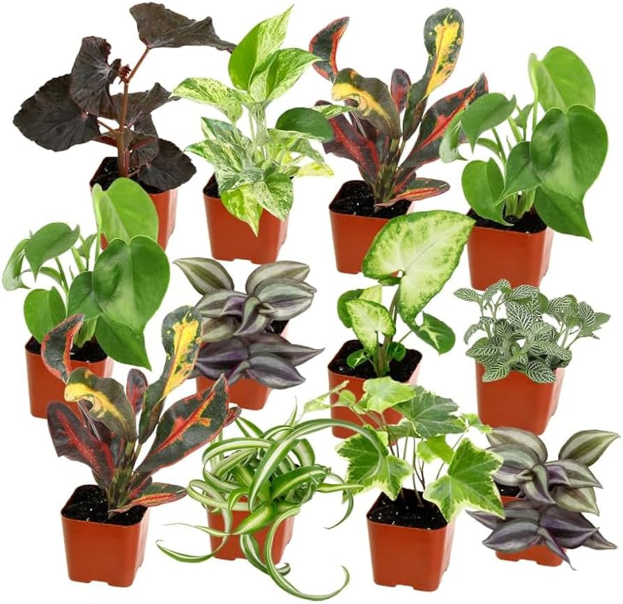 Easy to Grow Houseplants (Pack of 3), Live House Plants in Containers with Potting Soil Mix, Grow... | Amazon (US)