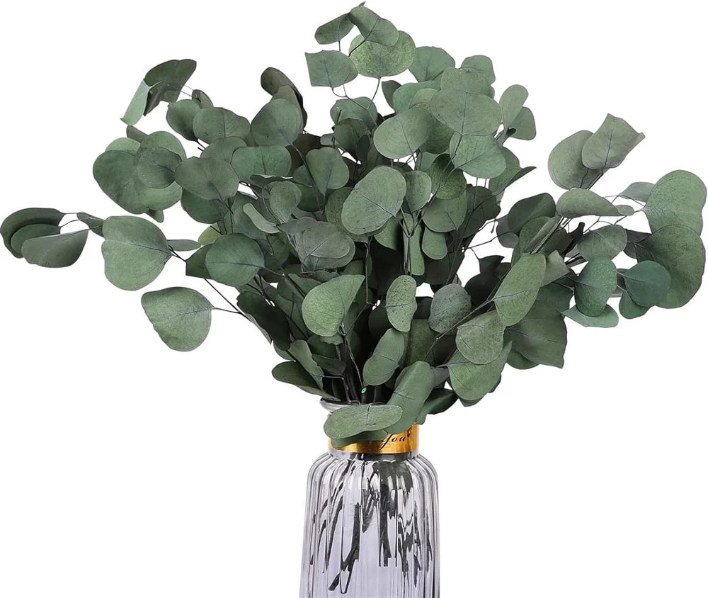 NOGIS Real Eucalyptus Stems: 2oz Dried Preserved Eucalyptus - Fresh Eucalyptus Silver Dollar Leav... | Walmart (US)