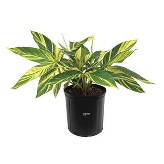 Ginger Variegated Live Outdoor Plant in Growers Pot Avg Shipping Height 2 ft. to 3 ft. Tall | The Home Depot