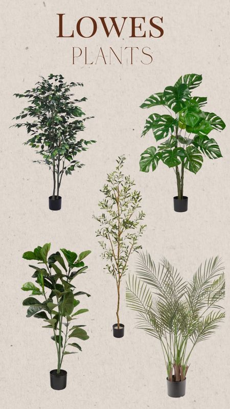 Lowe’s plants/trees

#LTKhome #LTKSeasonal