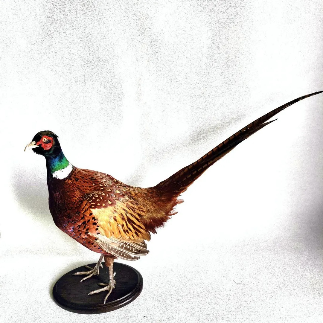 Ringneck Pheasant (Phasianus colchicus) Taxidermy Stand Mount | Etsy (US)