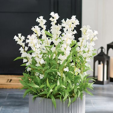 Bellflower Urn Filler | Grandin Road