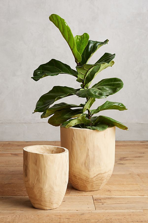 Aux Bois Planter Set | Anthropologie (US)