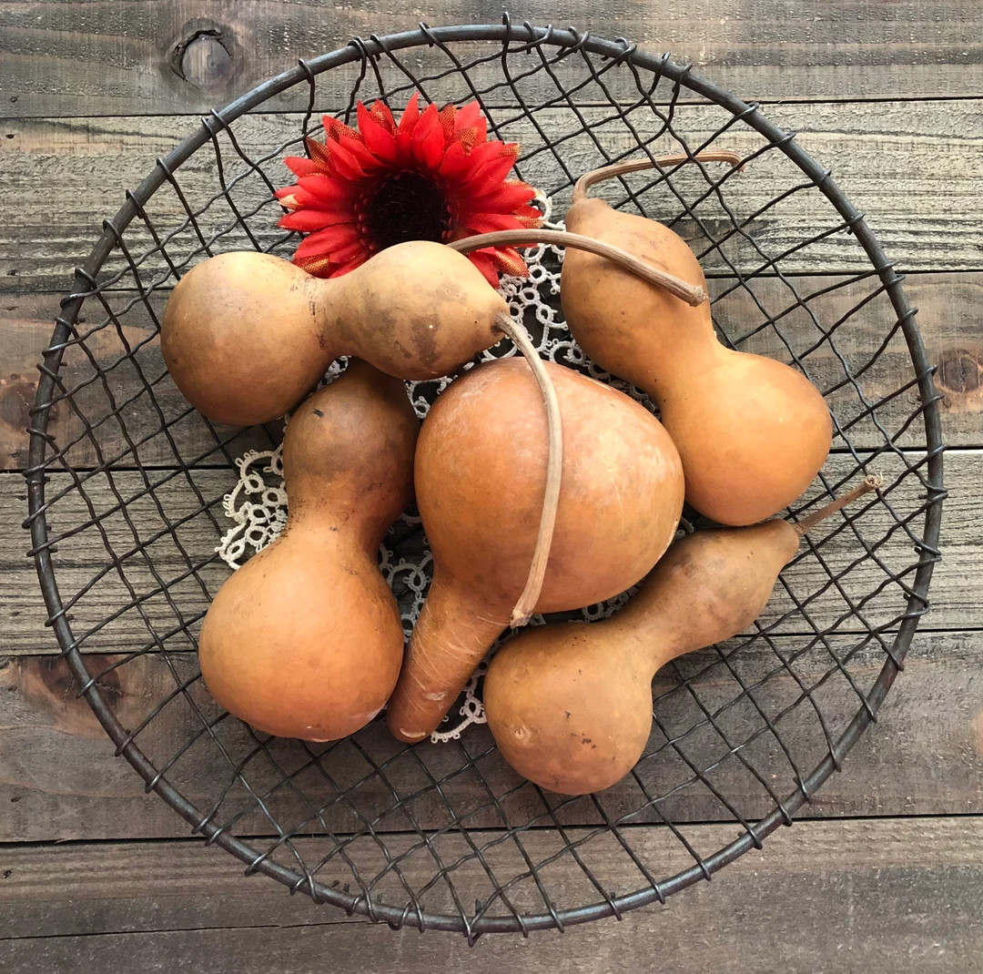 Dried Small Birdhouse Gourds / Craft Repurpose / Nature Crafts / Birdhouse Ornaments - Etsy | Etsy (US)