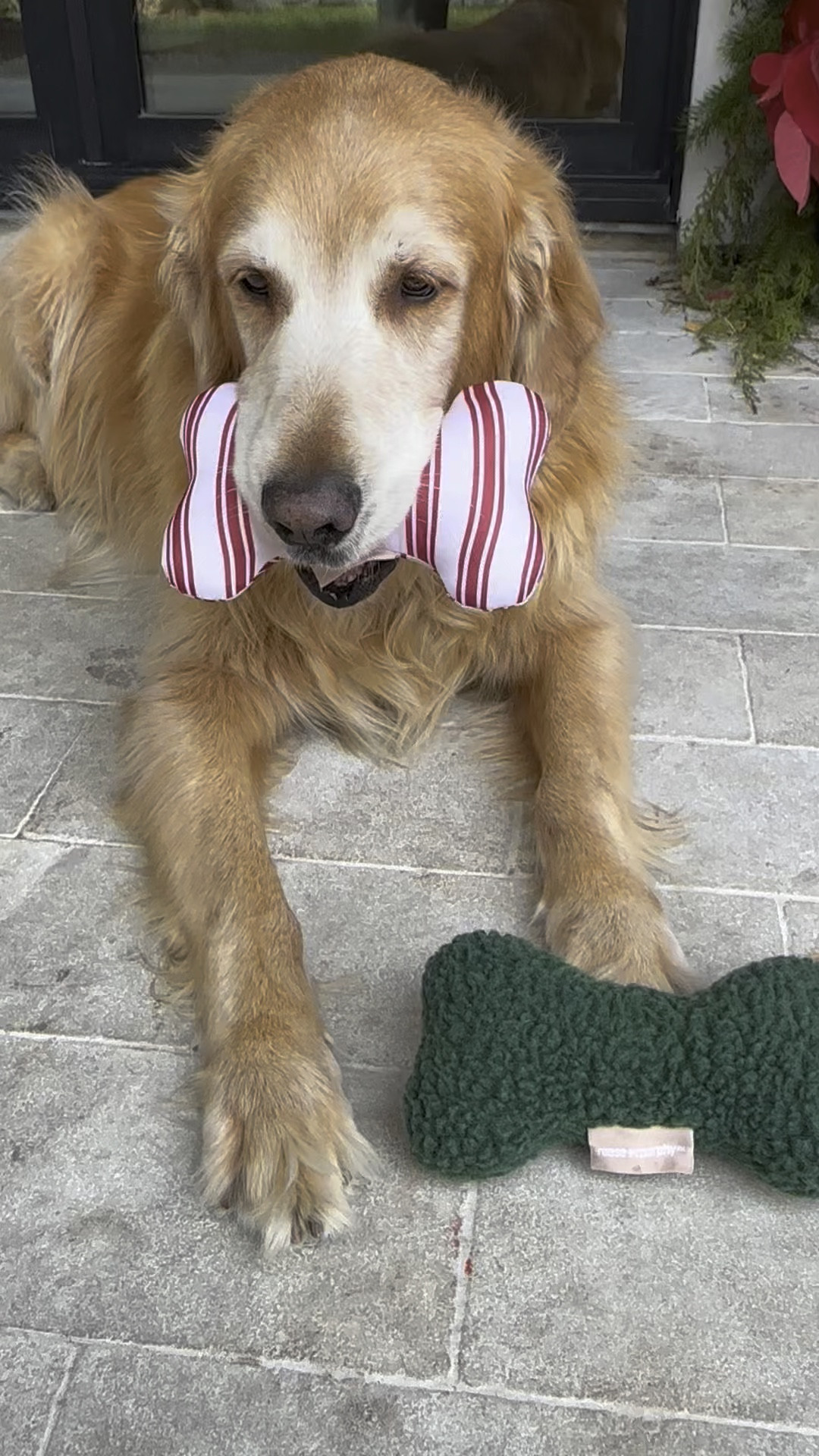 The cutest Christmas dog toys! 

#LTKHoliday #LTKGiftGuide #LTKSeasonal