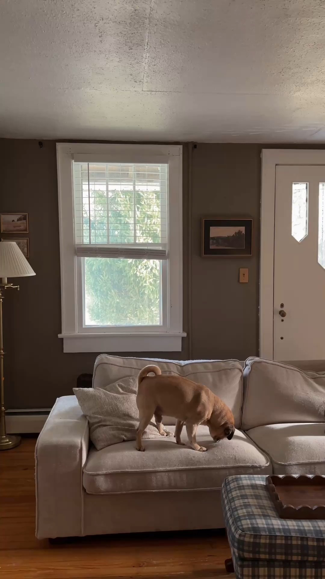 This Amazon couch is 10/10 for comfort & affordability! All fabric parts removable for easy clean up-essential for having little ones & pets

#LTKHome #LTKFamily #LTKU