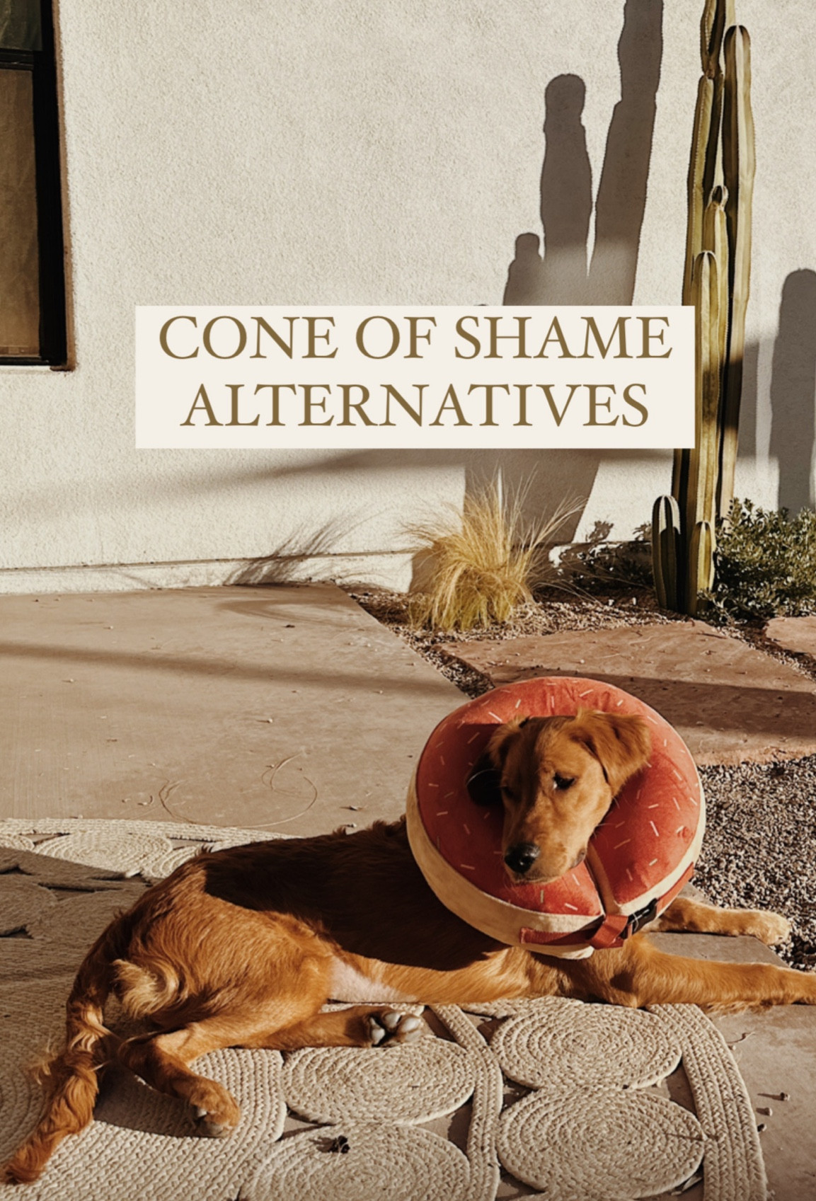 Penny hated the plastic cone after her surgery.. she’s liking this donut much more. Check sizing and be sure to measure! 