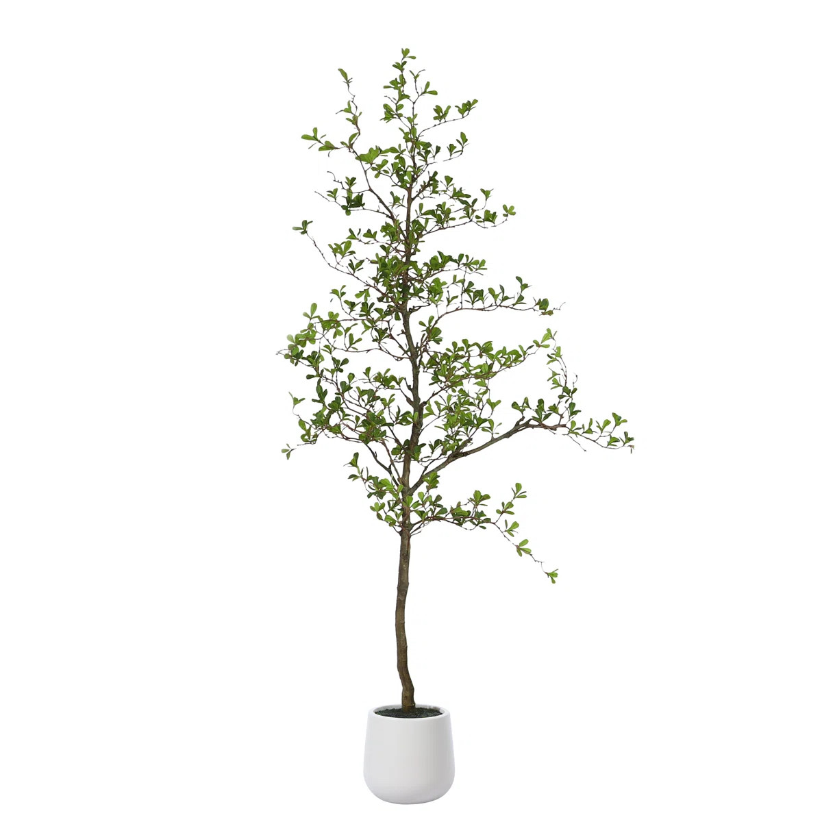 Adcock Artificial Black Olive Tree in White Pot, Tall Faux Shady Lady Tree for Indoor Home Decor | Joss & Main