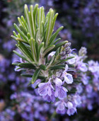 Click for more info about Rosemary Plant - 3" pot - Great Herb Plant for Indoors or Out