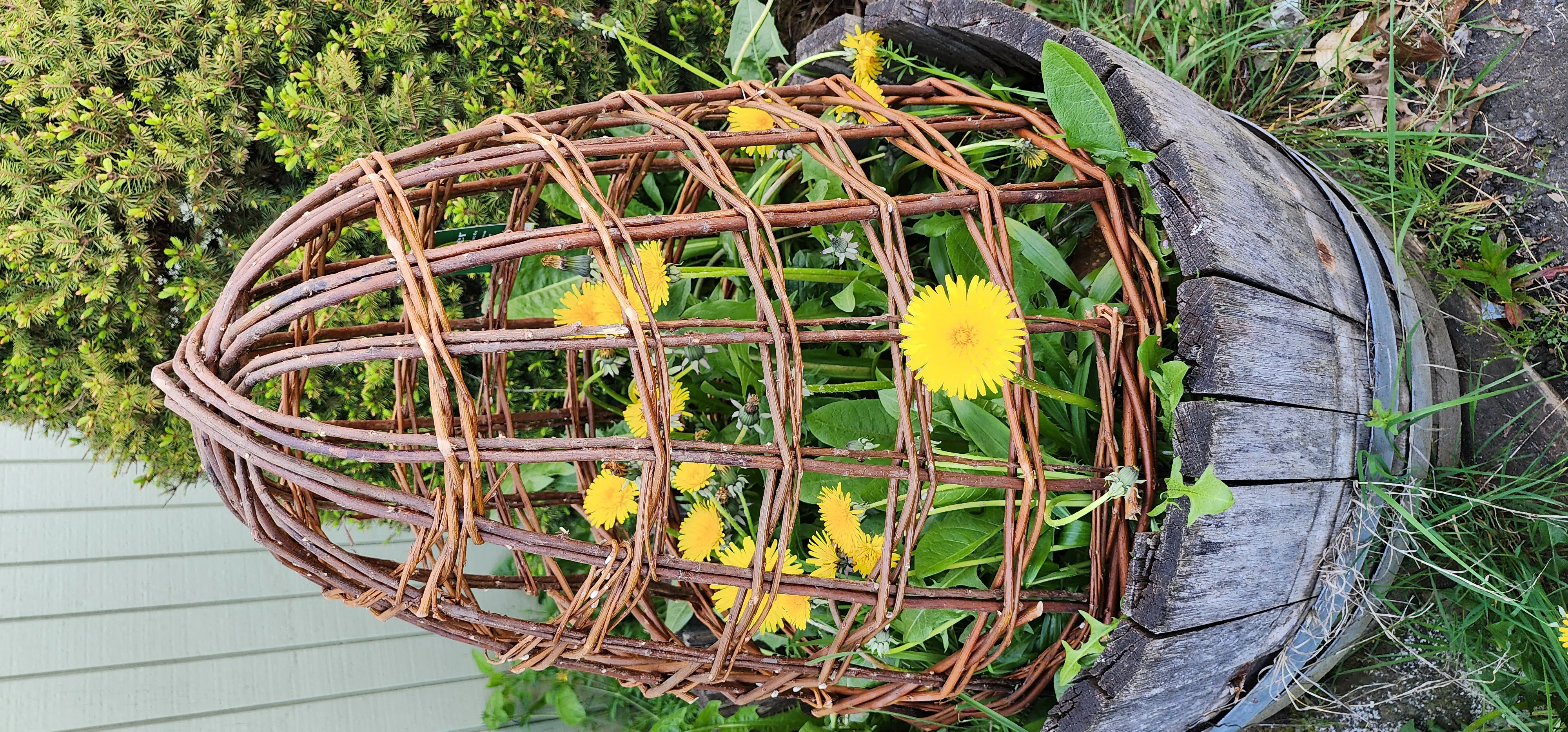 Willow Cloche | Wayfair North America