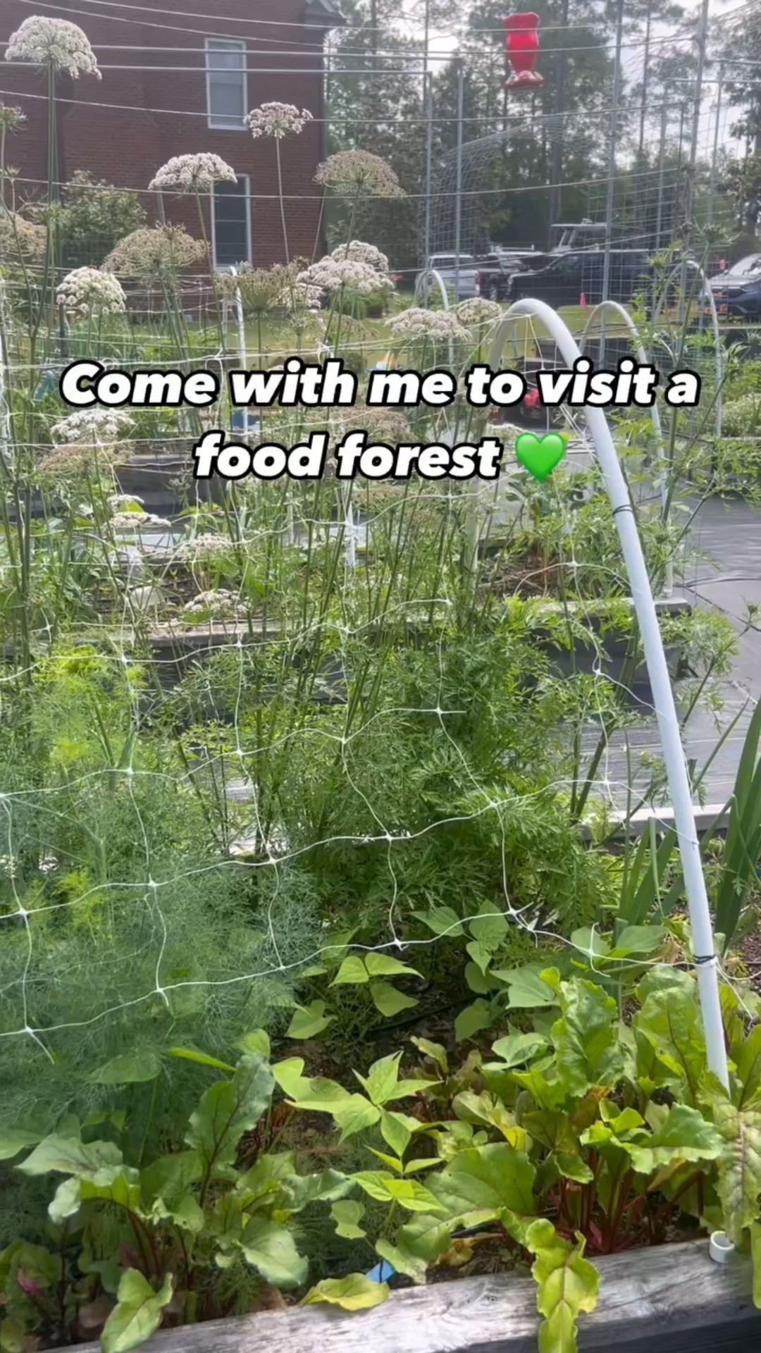 Had an amazing day exploring a local food forest garden! 🌿🌻 
It’s incredible to see how our veggies and fruits are grown by passionate local gardeners. 
Came home with some magical finds—elderberry, butterfly pea flower, and echinacea! 
Can’t wait to plant these beauties in my own garden and support the green community! 🌱
Follow me on my gardening journey to grow my own herbs to provide you with the best quality products! 🍓💚 

•
•
•
#homegrown #garden #healthyfood #supportlocal #herb #naturalremedies #naturalliving #farmlife #homestead