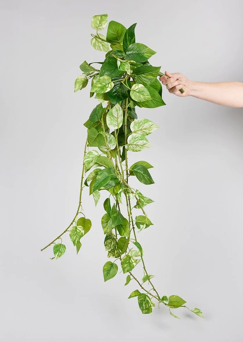 Hanging Real Touch Pothos | Fake Plants | Shop Artificial Plants at Afloral.com | Afloral