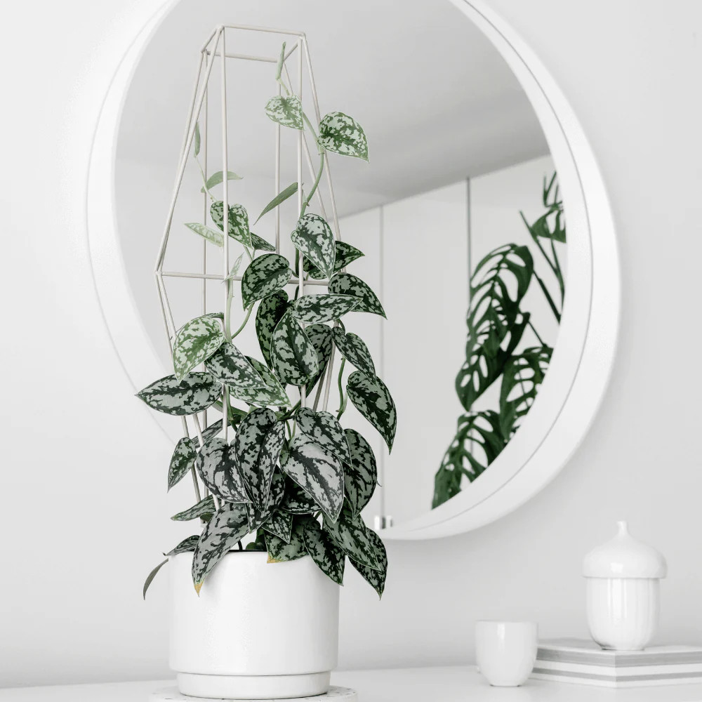 Scindapsus Pictus 'Exotica' Pothos 'Silver Satin' Vining Air Purifying Plant | Verdant Lyfe