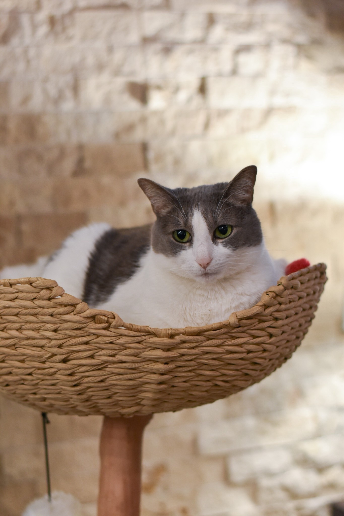 Modern Designs Your Cat Will Actually Use – Cat Mom Life Guide to Unique Cat Furniture - Once, having a cat-friendly home might have meant sacrificing personal style, but that is no longer the case. Explore unique cat furniture that will engage your furbaby and suit your home aesthetic here, featuring great pet furniture from Amazon, Chewy, and more: 

#LTKHome #LTKSeasonal #LTKPets