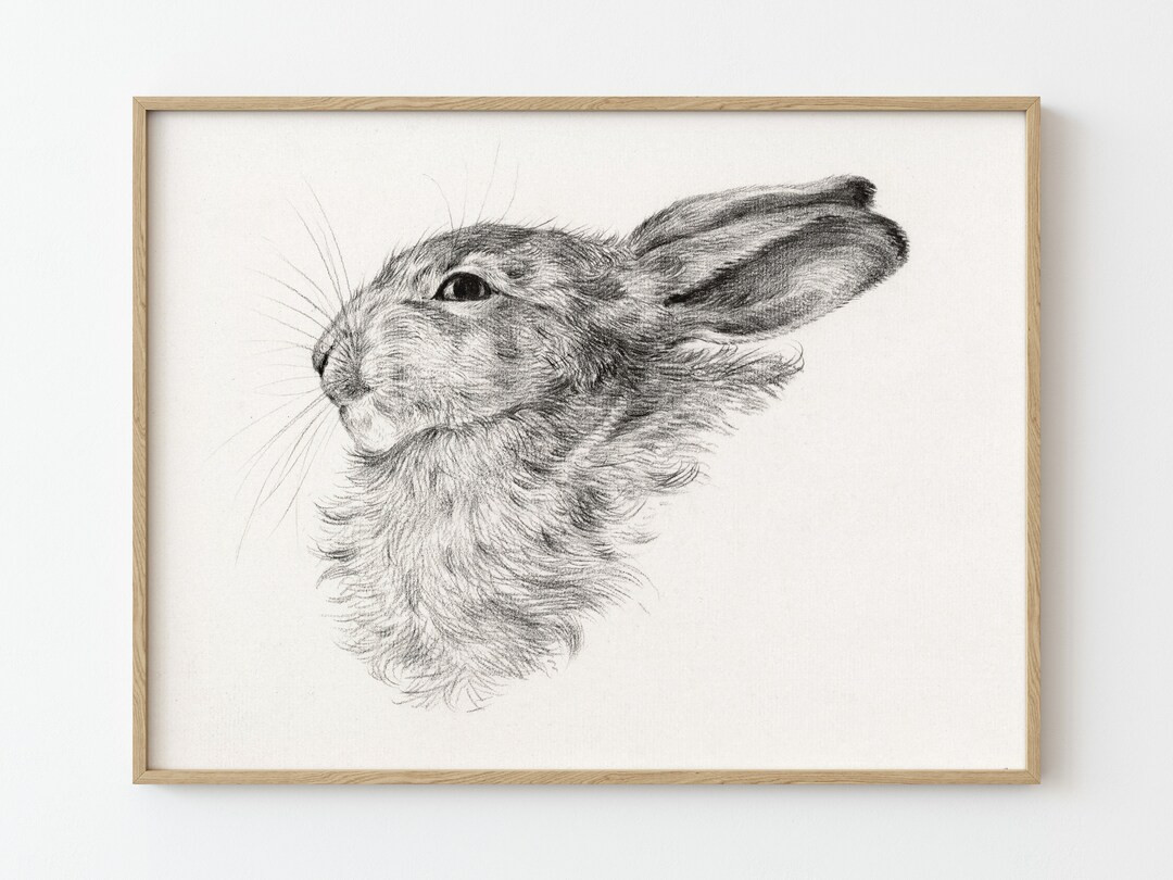 Head of a Rabbit | Vintage Sketch of a Bunny  | Jean Bernard | Downloadable Printable | 1013 | Etsy (US)