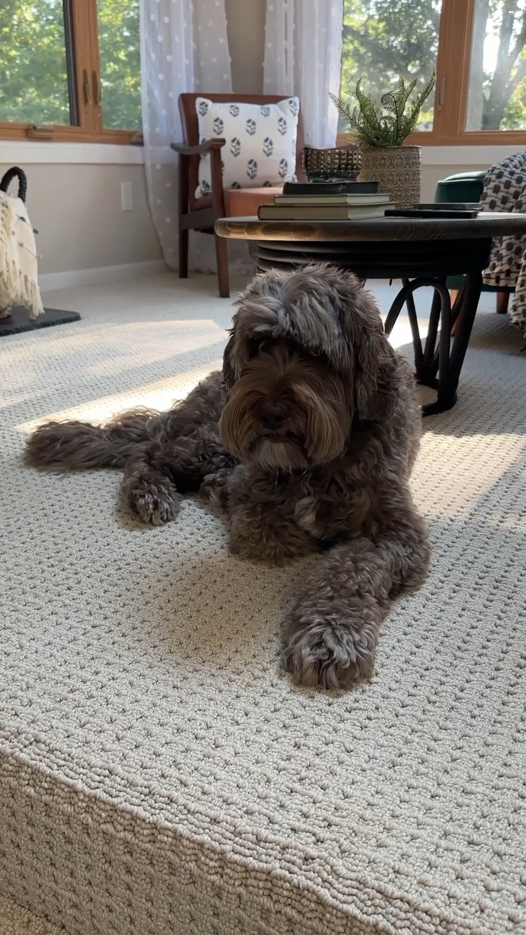 Are cats this way, too? 😩 

Feeling groggy today 🥱 

And so glad I invested in a carpet cleaning machine. 😂. Perfect for pet messes, upholstery cleaning, carpet cleaning, and more.

Cleaning | carpet cleaning | rug cleaner | home maintenance | Bissell 

#LTKHome #LTKPets #LTKSaleAlert