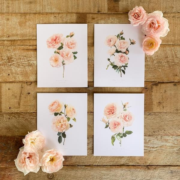 Blush Garden Rose Print Collection | Grace Rose Farm