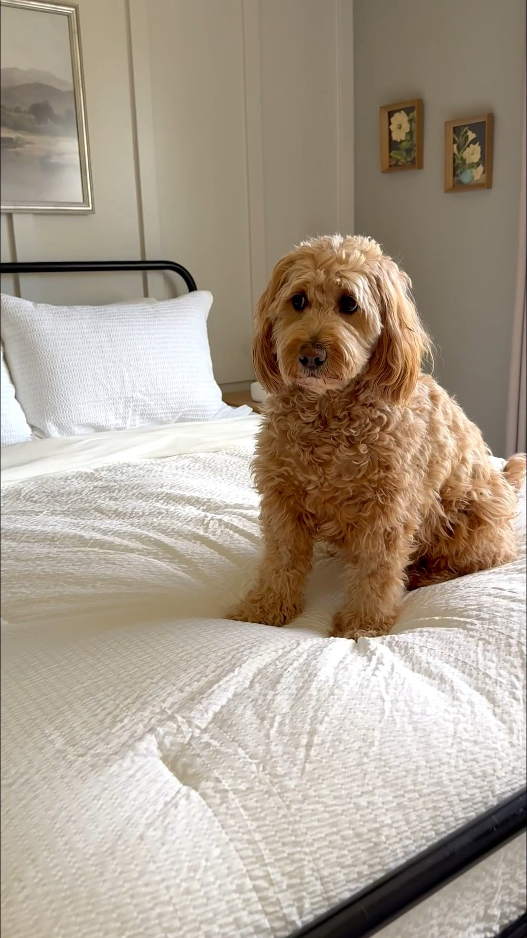 The room is quiet. The light is low. And for the first time all summer, you're actually cool. The Bedsure SleepEase Cooling Comforter brings a calm, breathable softness to your space — crisp white seersucker, Cool Tech double-sided fabric, and a full 3-piece set that makes your bed look as good as it feels. Built for hot sleepers. Made for summer nights.


#LTKmorningroutine #LTKselfcare #LTKdayinmylife