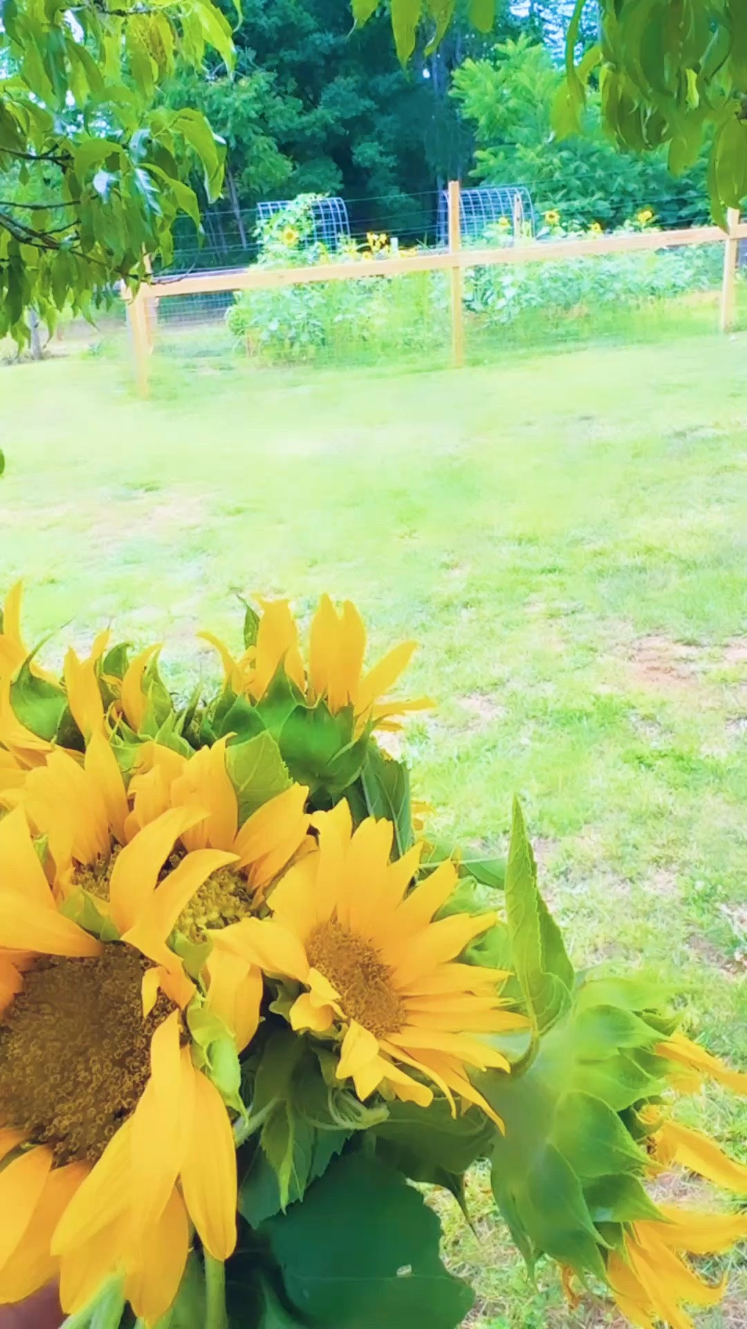 And eek… nothing better than getting to pick my first (!!) homegrown sunflower 🌻 bouquet of the season while both little ones 👶🏼👶🏼 are napping 💤  - aka heaven!! 🫶🏽