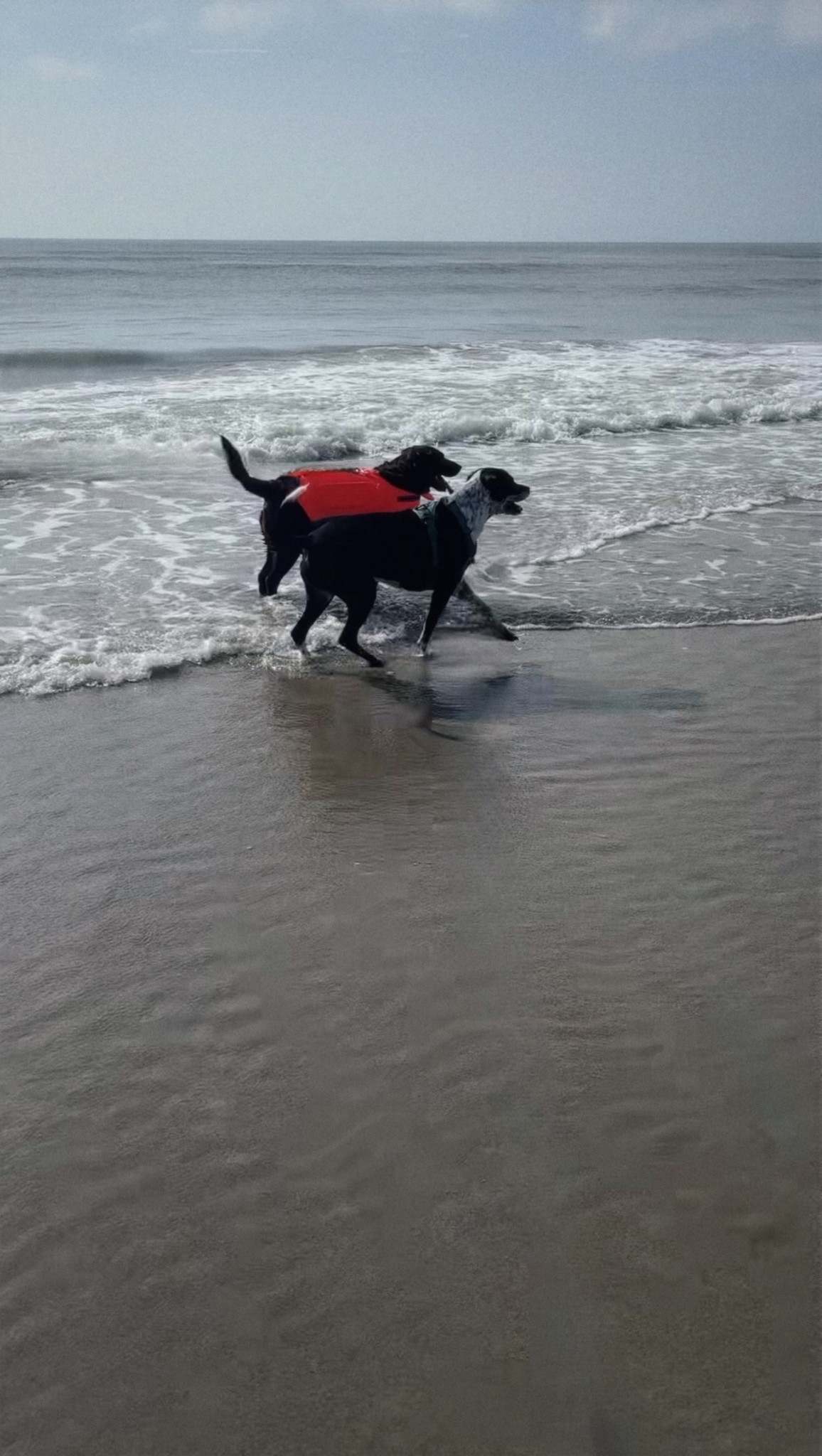 This doggy life jacket was a must have for our water loving lab at the beach!

Dog beach essentials, pet must haves

#LTKTravel #LTKPets