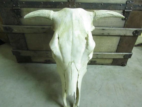 Cow skull, Bull Skull, Horns, Farmhouse decor, Rustic, Ranch, Cowboy Decor | Etsy (US)