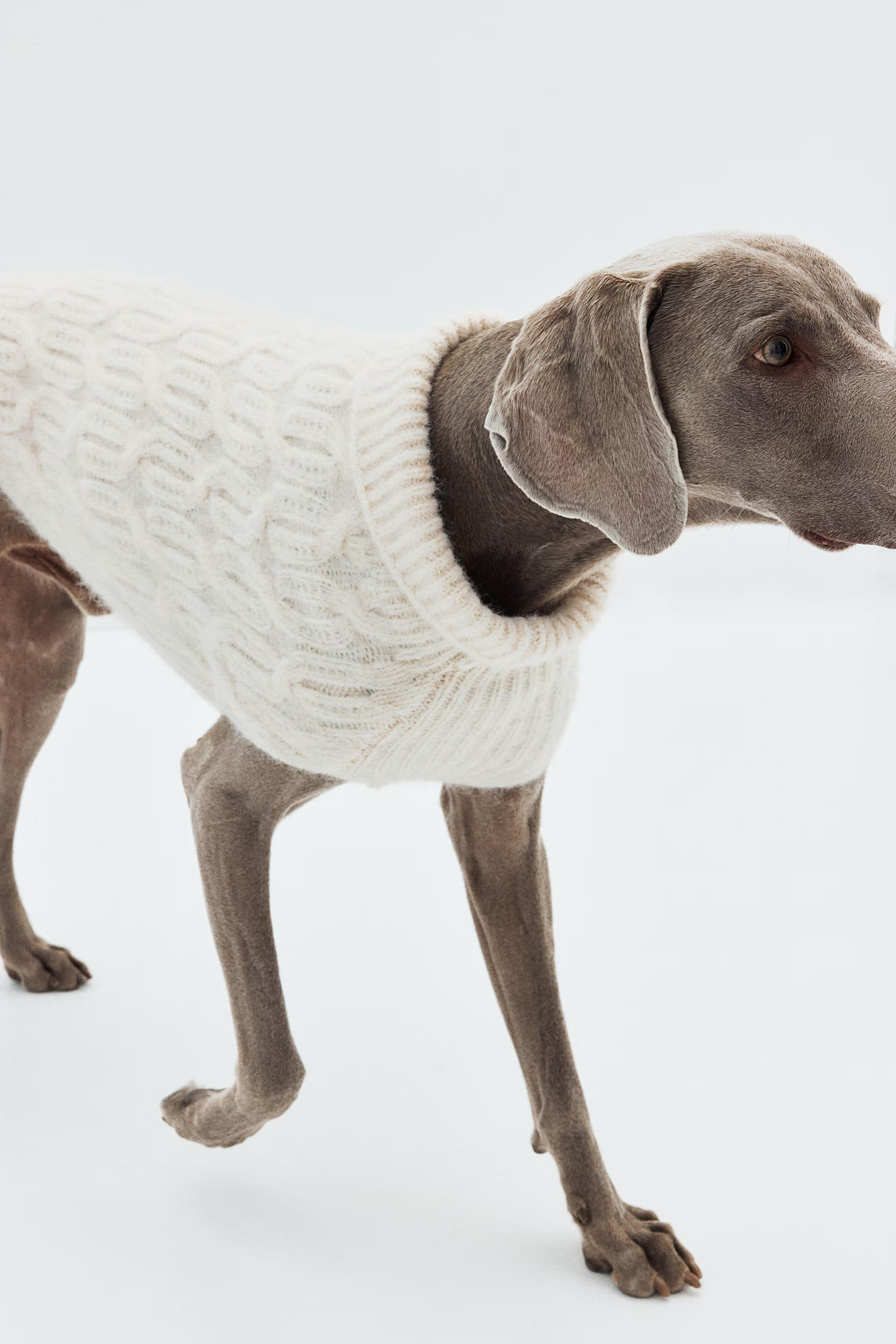 Cable-Knit Dog Sweater | H&M (US + CA)