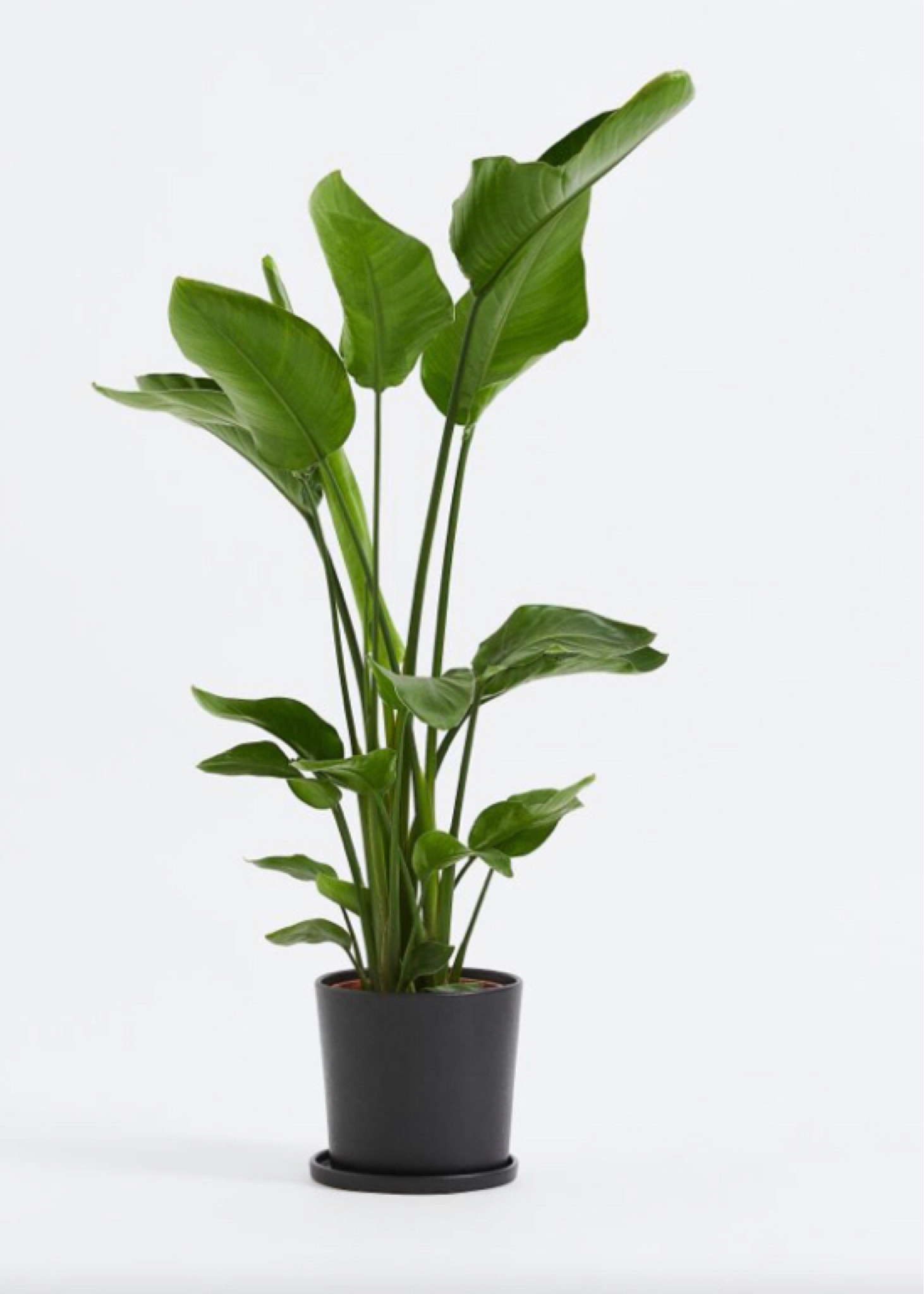 Plant 

#LTKfamily #LTKhome #LTKeurope