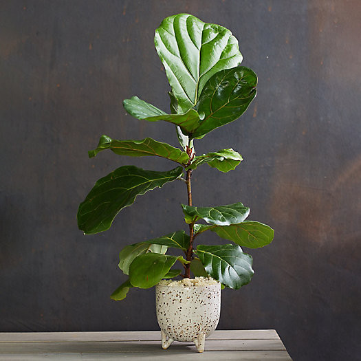 Fiddle Leaf Fig, Ceramic Pot | Terrain