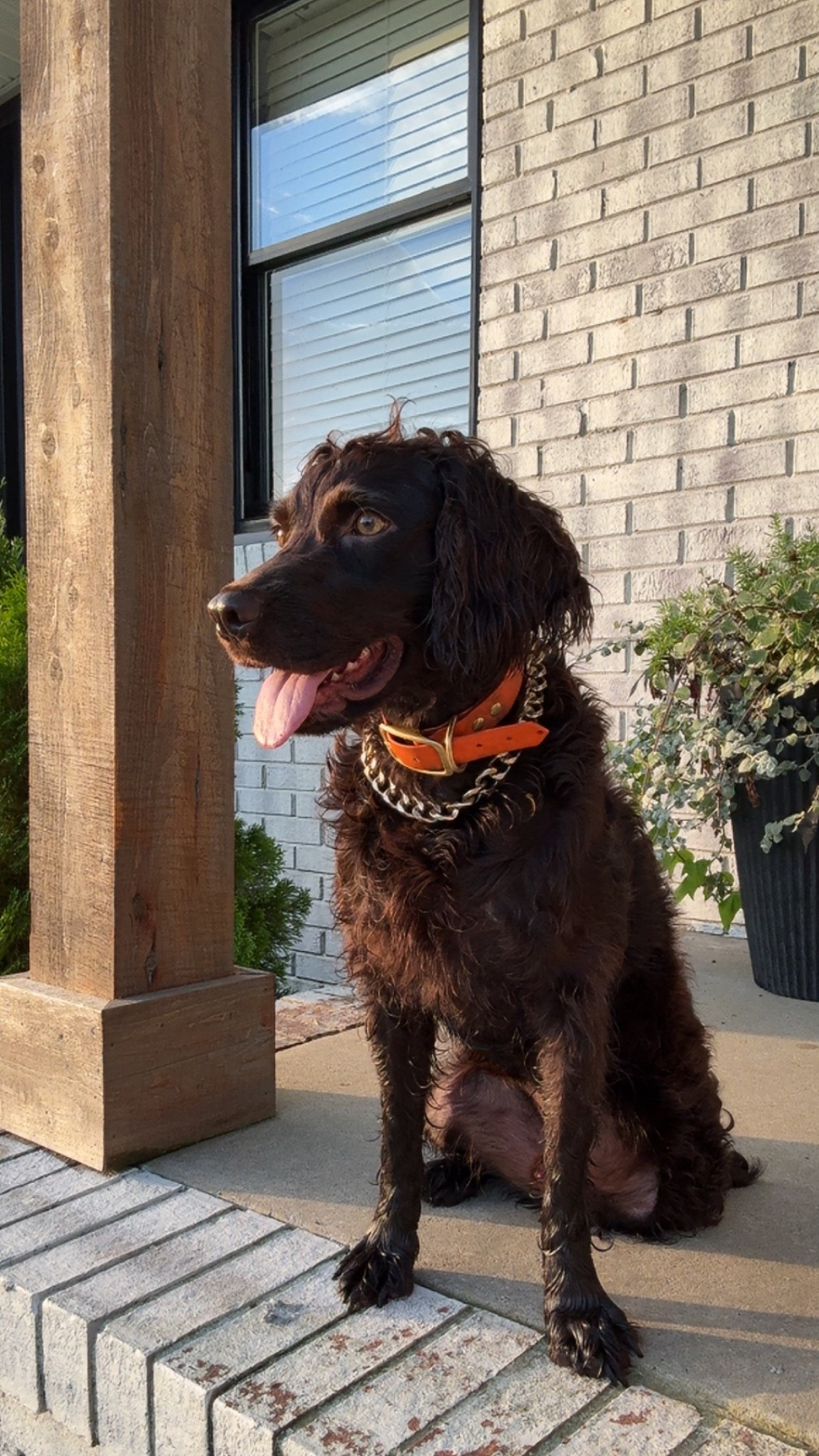 Merle is lookin like a pimp with his gold chain 🤩 

#LTKPets #LTKFindsUnder50 #LTKStyleTip