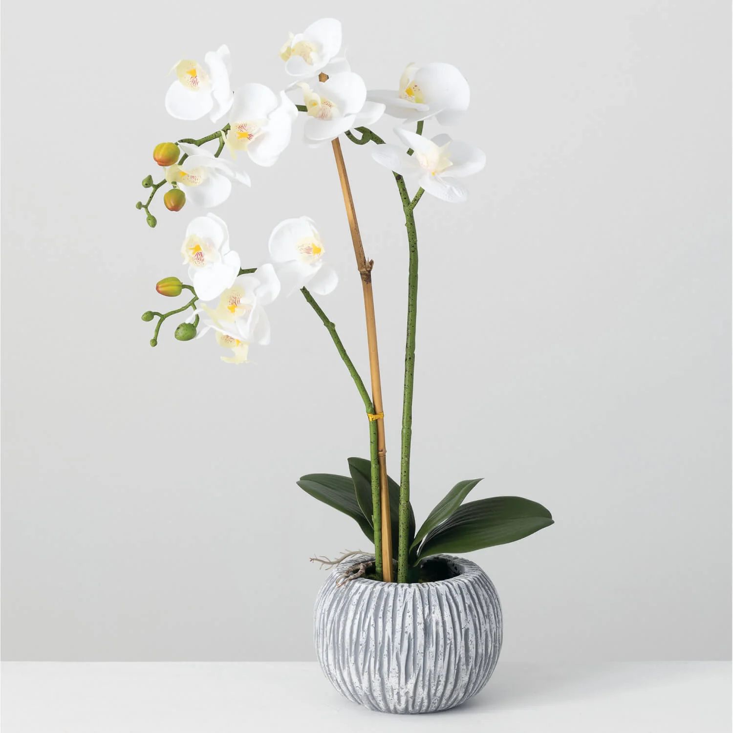 POTTED ORCHID | The Nested Fig