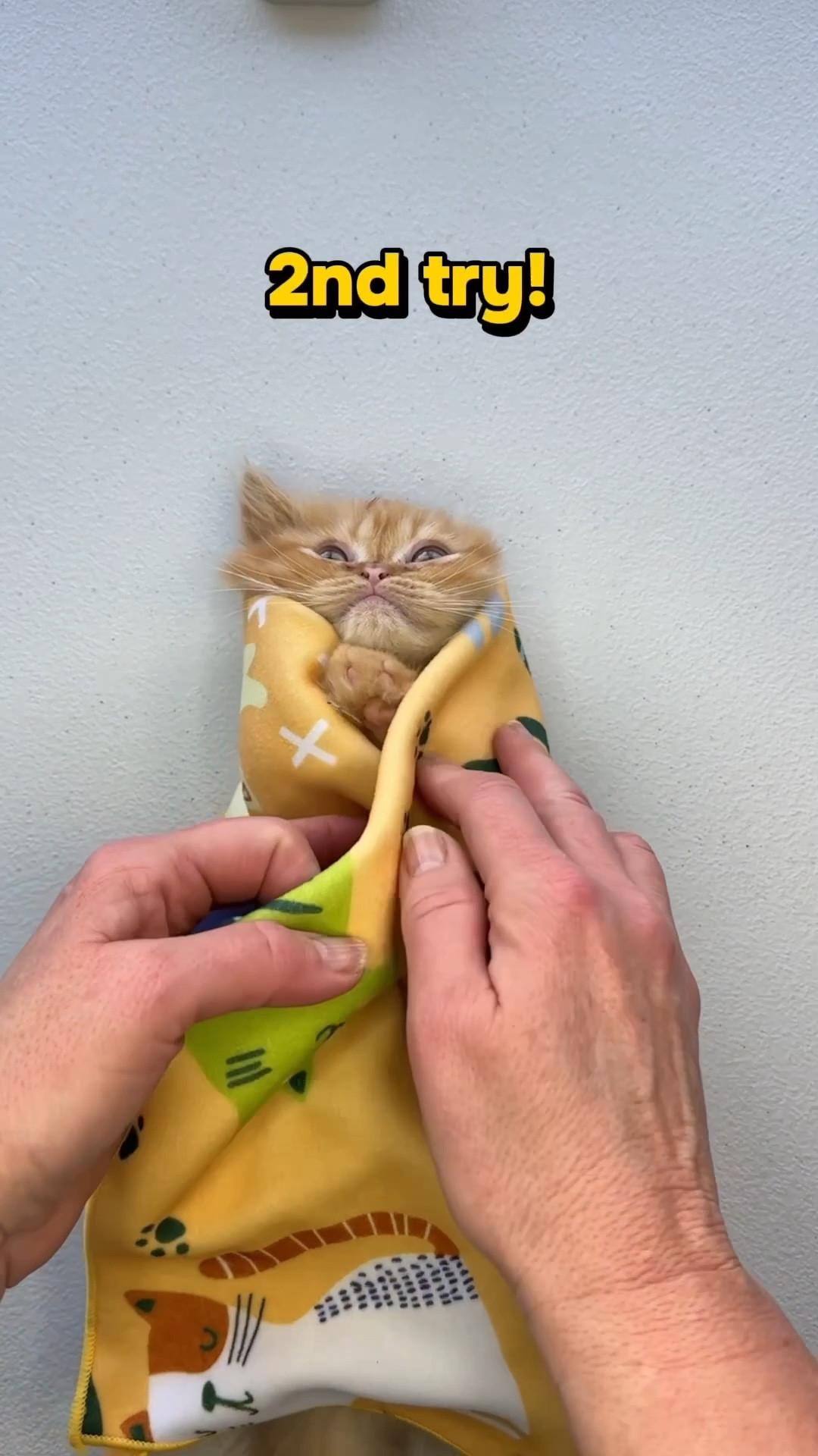 Cat grooming self-adhesive swaddle wrap for clipping nails, cleanings, and giving medicine.  This is medium, and just the right size for this kitty.  #LTKpets

#LTKdayinmylife #LTKOver40 #LTKstorytime