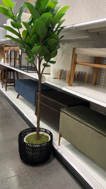 Beautiful tall faux fiddle leaf plant and a beautiful basket to make it even better 







#targethome
#targetfinds
#targethomedecor
#studiomcgee
#mcgee&co
#target
@target 

#LTKunder100 #LTKhome #LTKunder50