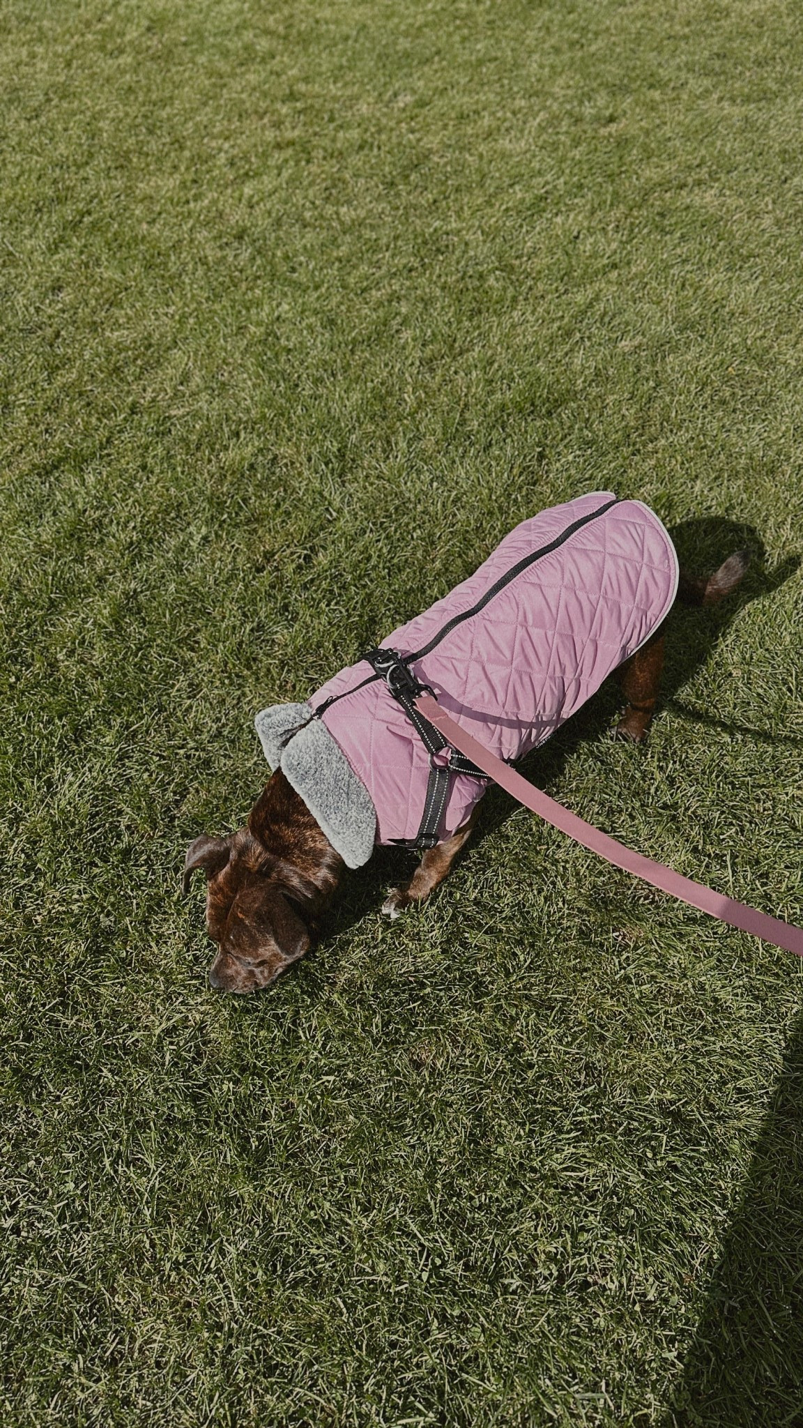 On Wednesdays we wear pink 💓 hot girl walk with my bff 🐾 

#LTKcanada #LTKfall #LTKpets