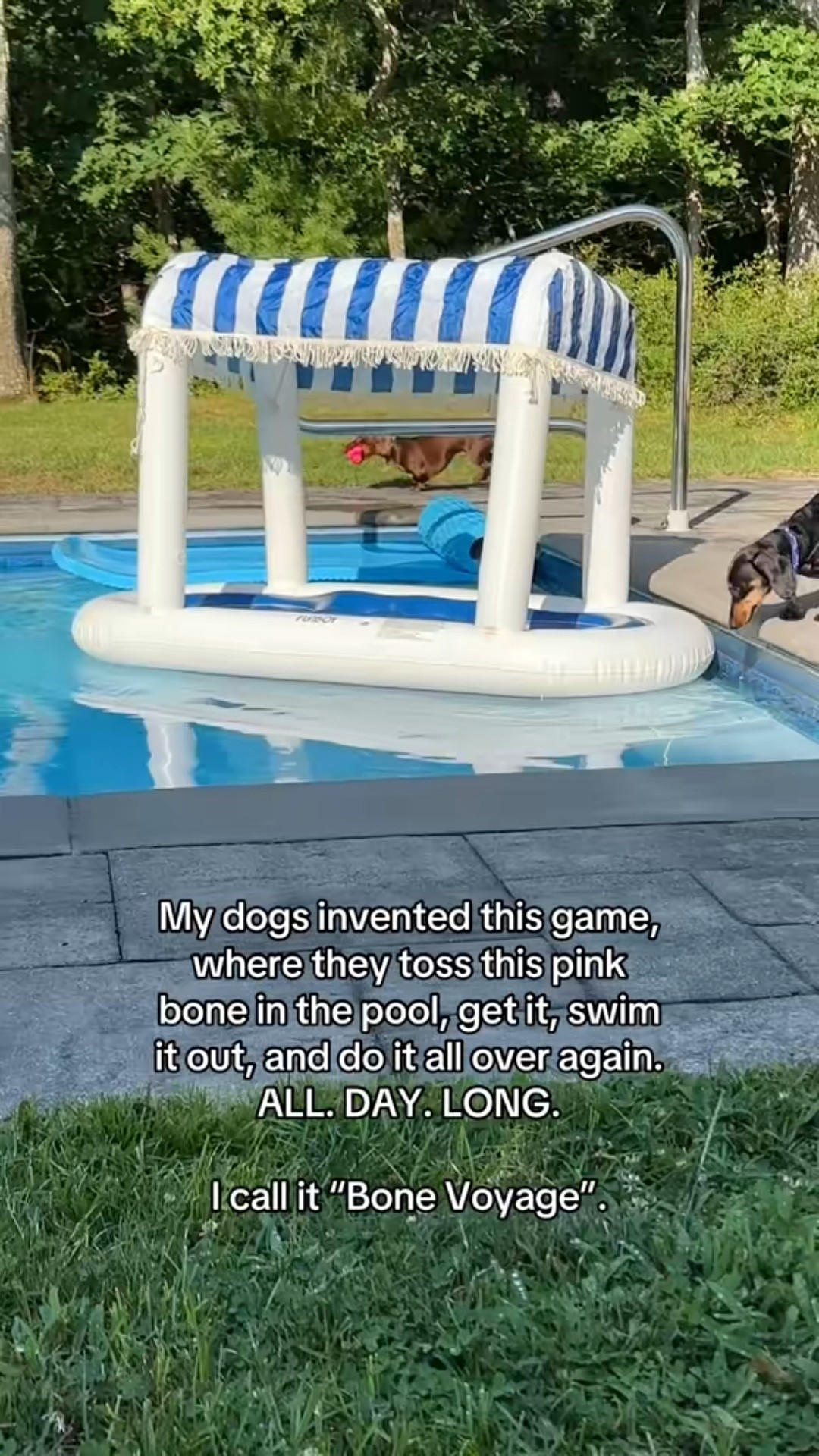 My dog summer starter pack starts with the funboy cabana and rubber bones. Hours of entertainment. You’re welcome.