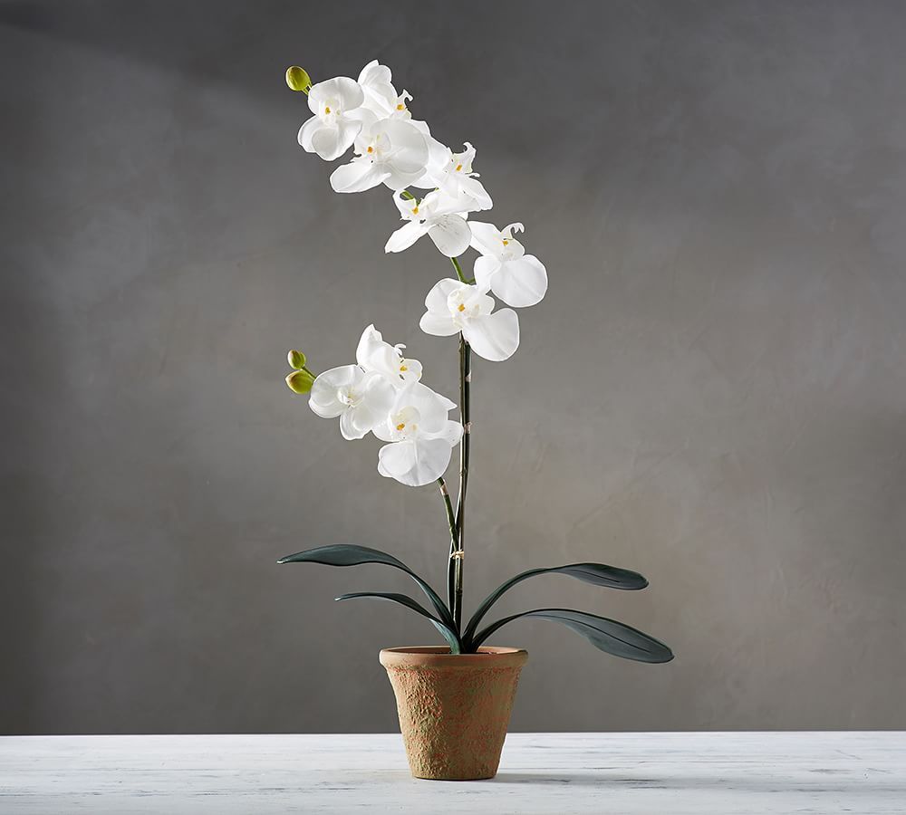 Faux Potted Orchid, 21" | Pottery Barn (US)