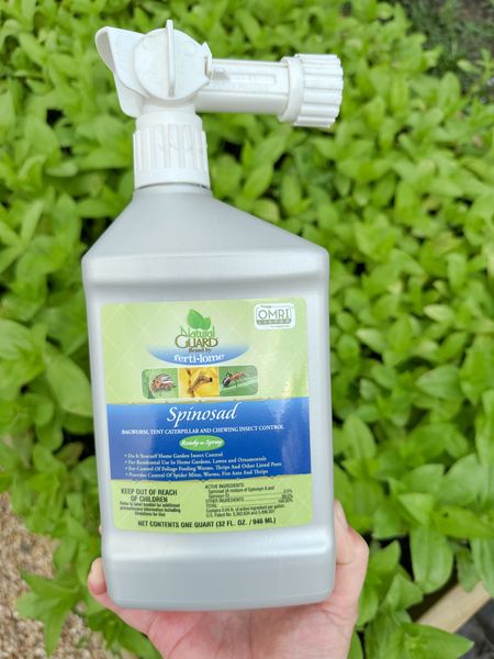 Saving my zinnias from caterpillars and leaf eating mites with this organic insecticide! #zinnias #organicgardening 