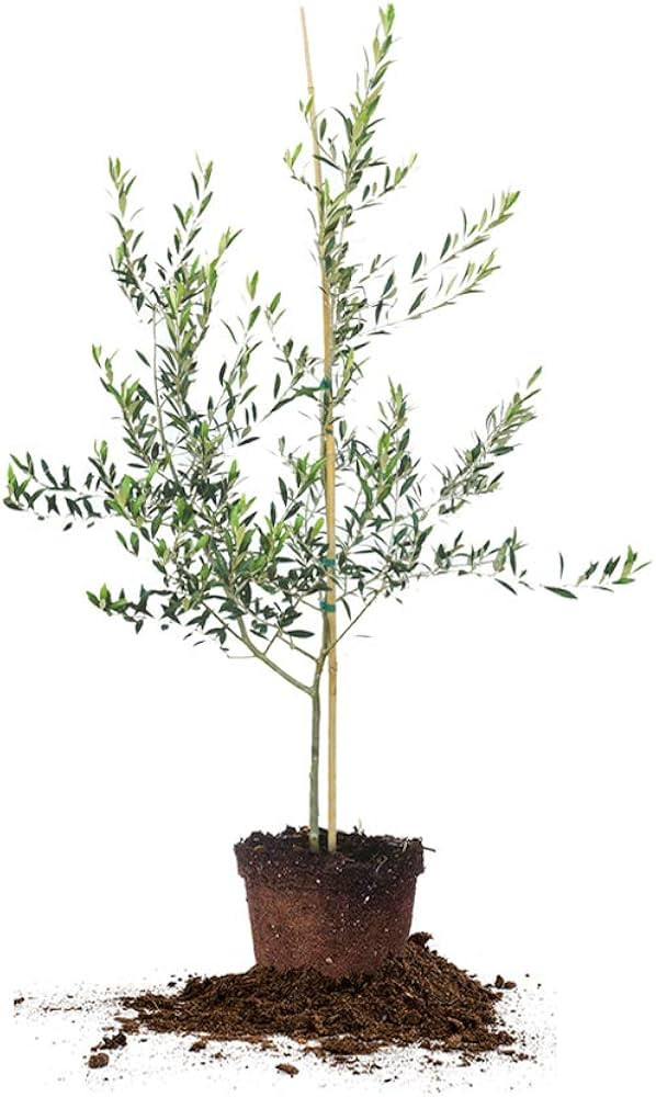 PERFECT PLANTS Arbequina Olive Live Plant, 3-4ft, Includes Care Guide | Amazon (US)