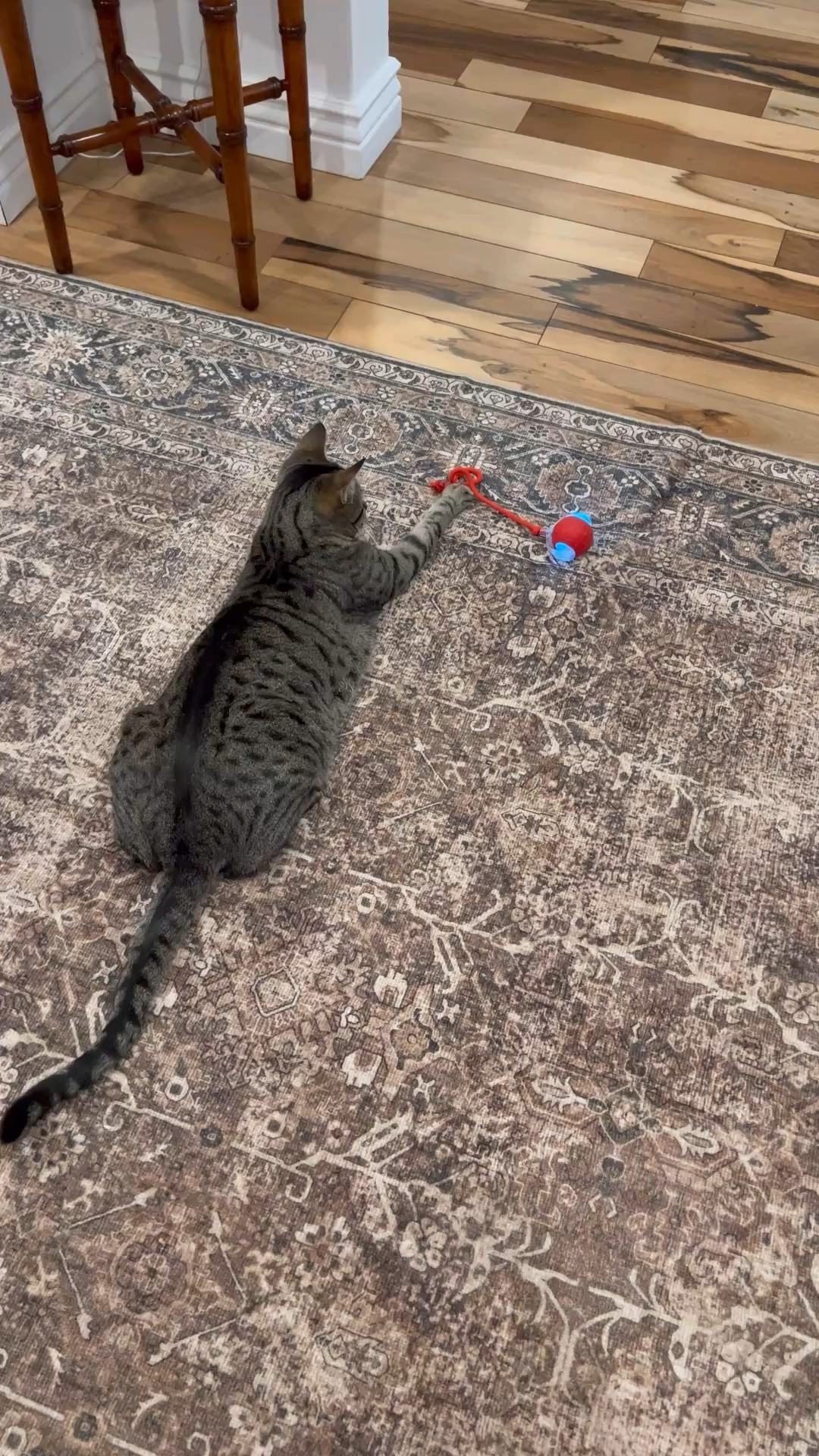 Interactive cat toys sake, or kitten is absolutely obsessed with this one. I’m adding a couple more that are his favorites. Treat your fur babies today.


#pet
#cattoy
#pets

#LTKHome