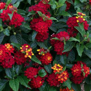 2.5 qt. Lantana Hot Blooded Red Plant in Grower's Pot (2-Packs) | The Home Depot