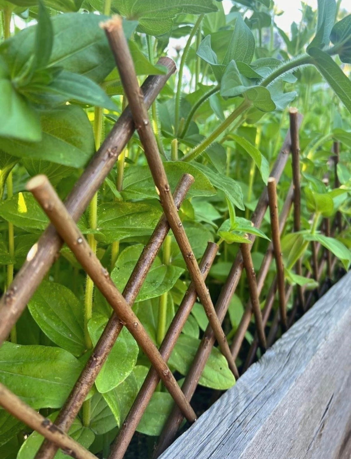 I added willow fencing around my raised beds last year and loved how it turned out 🌿

#LTKSaleAlert #LTKSeasonal #LTKHome