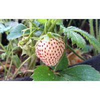 12 Organic Pineberry/strawberry Plants - Bare Root U.s.a | Etsy (US)
