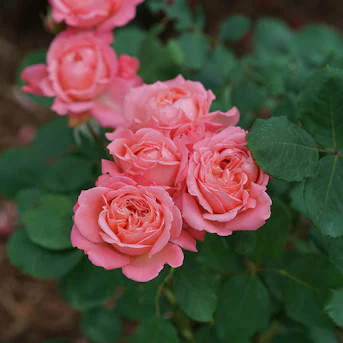 Proven Winners Reminiscent Coral Rose (Rosa) Flowering Shrub in 1 -Gallon Pot with Pink Blooms | Lowe's