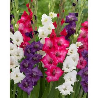 VAN ZYVERDEN Gladiolus Tropical Passion Blend Bulbs (Set of 25)-11258 - The Home Depot | The Home Depot