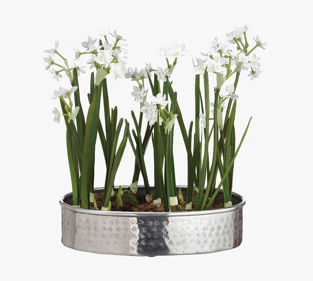 Paperwhite Arrangement In Aluminum Pot | Pottery Barn (US)