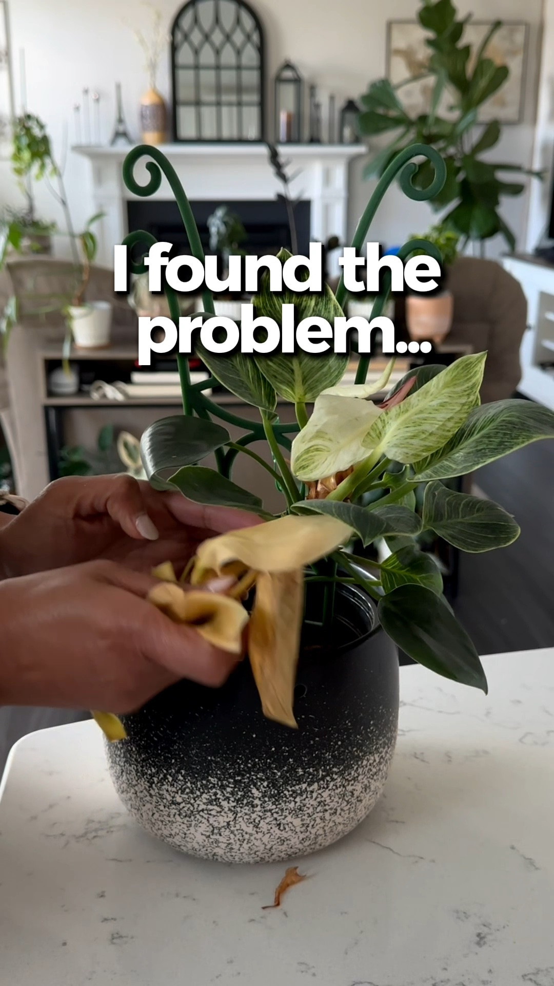 One root left and we’re attempting a comeback 🌱😭
#plantparent

#LTKstorytime
