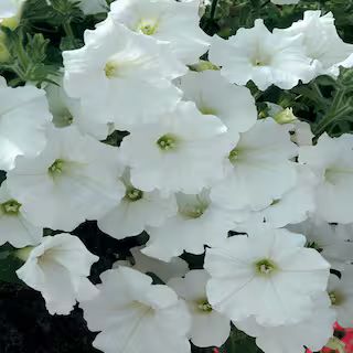 2.5 Qt. #1 White Petunia Plant | The Home Depot