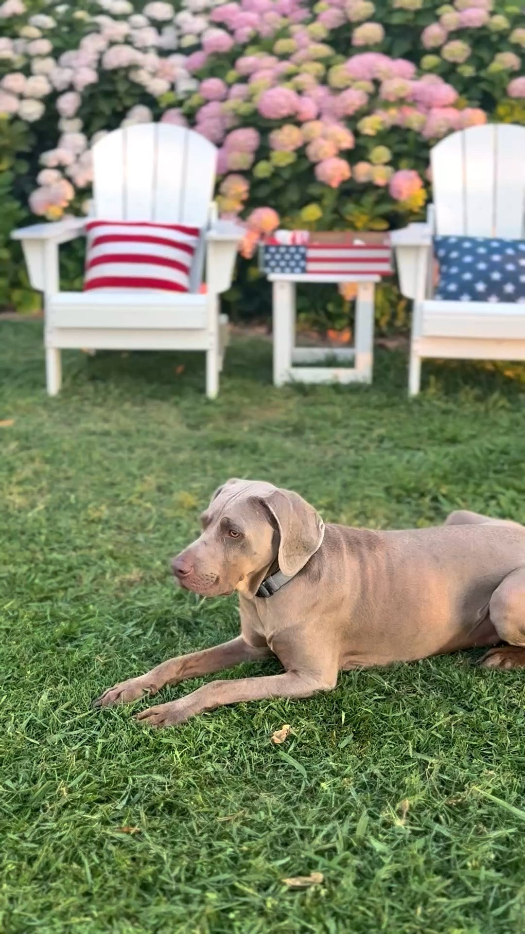 Americana decor. Coastal aesthetic. White Adirondack chairs adorned with patriotic pillows in my hydrangea garden. Memorial Day weekend. 4th of July decor. ❤️

#LTKSaleAlert #LTKSeasonal #LTKHome